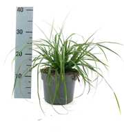 Carex oshim. 'Evergreen'