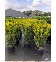 Taxus media 'Hillii', struik