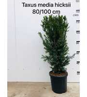 Taxus media 'Hicksii', struik