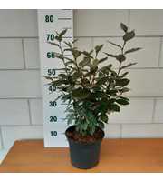 Elaeagnus ebb. 'Compacta'