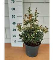 Osmanthus heter. 'Goshiki'