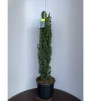 Taxus b. 'Fastigiata Robusta'