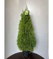 Thuja occ. 'Smaragd'