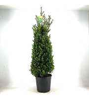 Ilex crenata 'Caroline Upright'