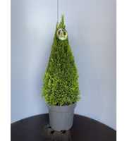 Thuja occ. Golden Smaragd