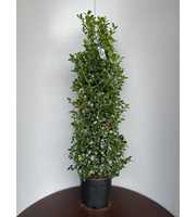 Ilex meserv. Heckenfee