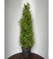 Thuja occ. 'Brabant'