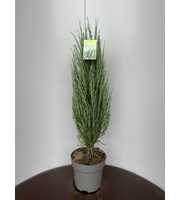 Juniperus s. 'Blue Arrow'