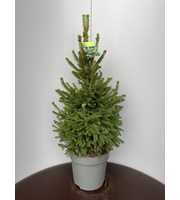 Picea a. 'Will's Zwerg'