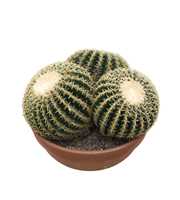 Echinocactus brevispina 40 cm