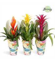 Bromelia Happy Gift