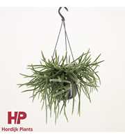 Rhipsalis baccifera subsp. horrida 15cm