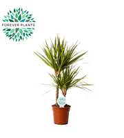 Dracaena Golden Dragon p17, 30+10