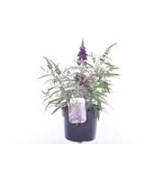 Buddleja Butterfly Candy Little Purple