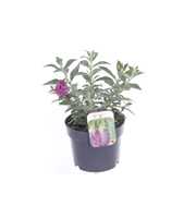 Buddleja Butterfly Candy Lila Sweetheart
