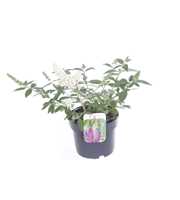 Buddleja Butterfly Candy Little White