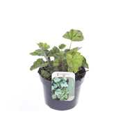 Heuchera amer. Dale's Strain
