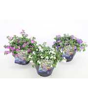 Sutera (Bacopa) mix
