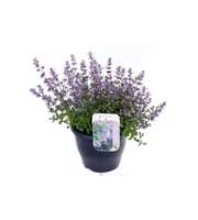 Nepeta (Faassenii Grp) Purrsian Blue