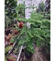 Araucaria toef 150