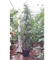 Ficus Alii piramide 340