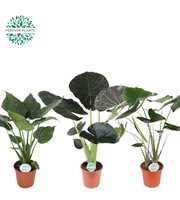 Alocasia Gemengd p24