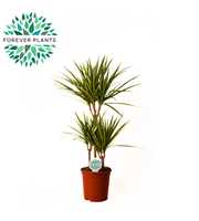 Dracaena Golden Dragon p21, 45+15+10