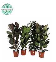 Ficus mix 3-4 soorten mix p24