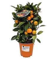 Citrus Calamondin Grafted Trellis