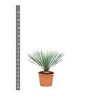 Yucca Rostrata - 80cm