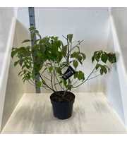 Cornus controversa
