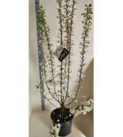 Malus 'Evereste'