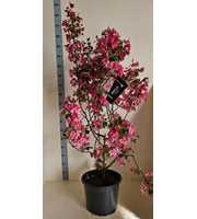 Malus 'Rudolph'