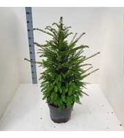 Taxus baccata