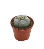 Lophophora williamsii 8,5 cm