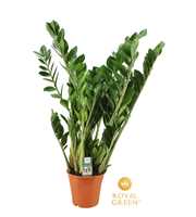 Zamioculcas 21cm