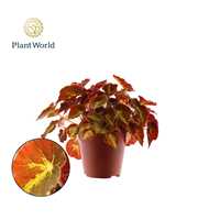 Begonia rex Montuno 12cm