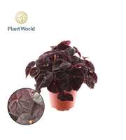 Begonia rex Conga 12cm