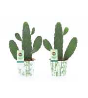 Opuntia rubescens Consolea in Potcover Bamboo