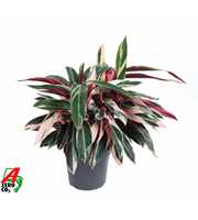 Calathea Stromante Triostar