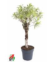 Dracaena India stam P34