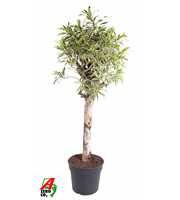 Dracaena India stam P40