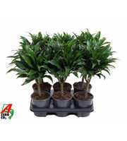 Dracaena Compacta 15cm stam P13