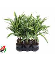 Dracaena Lemon Lime 15cm stam P13