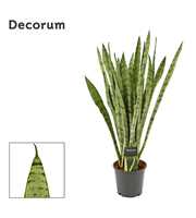 Sansevieria Silver princess 14 cm (Decorum)