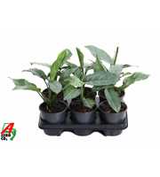 Aglaonema Grey