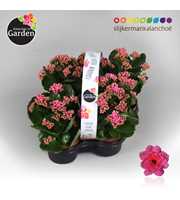 Garden Kalanchoe - Pink 4-pack