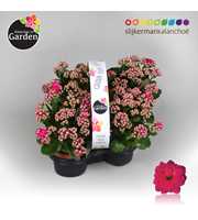 Garden Kalanchoe - Purple 4-pack