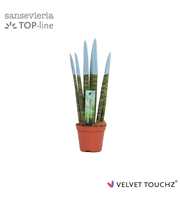 Sansevieria VELVET TOUCHZ® Pastel Blauw