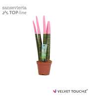 Sansevieria VELVET TOUCHZ® Pastel Roze